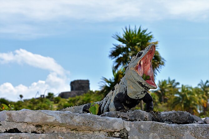 Tulum Guided Tour and Cenote Swim From Playa Del Carmen - Reviews: Authentic Feedback From Travelers