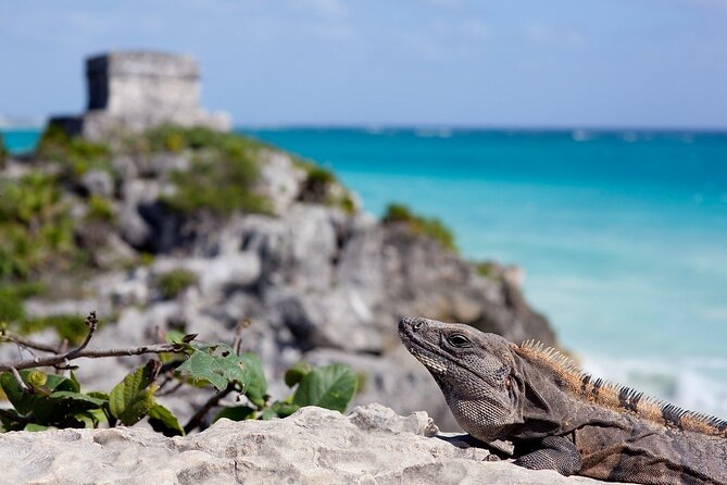 Tulum Guided Tour and Cenote Swim From Playa Del Carmen - Pricing and Information: Transparency and Value