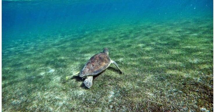 Tulum: Half Day Nature Experience! Turtles & Cenote - Experience Highlights