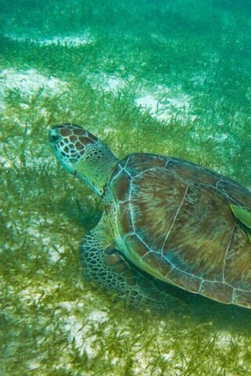 Tulum: Half Day Nature Experience! Turtles & Cenote - Experience Highlights