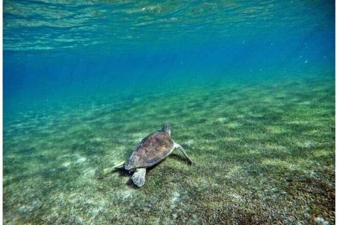 Tulum: Half Day Nature Experience! Turtles & Cenote - Activities and Locations