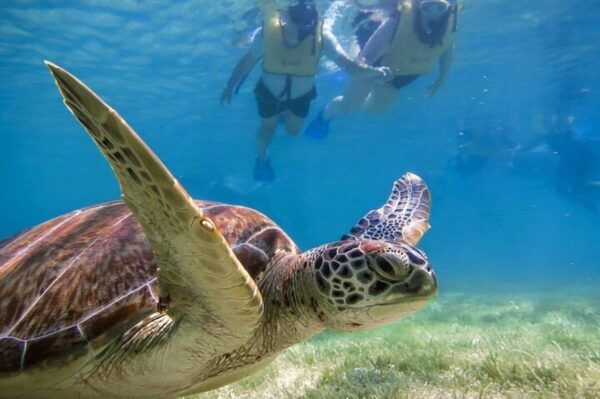 Tulum: Half Day Nature Experience! Turtles & Cenote - Transportation