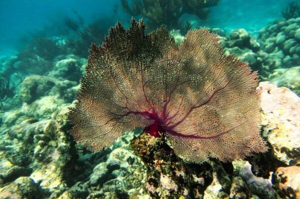 Tulum: Half Day Nature Experience! Turtles & Cenote - Frequently Asked Questions