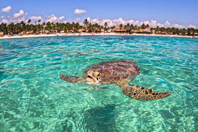 TULUM Jaguar Park Day Pass - FAQs  