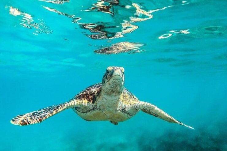 Tulum: Mayan Ruins and Snorkeling Adventure - Experience Highlights