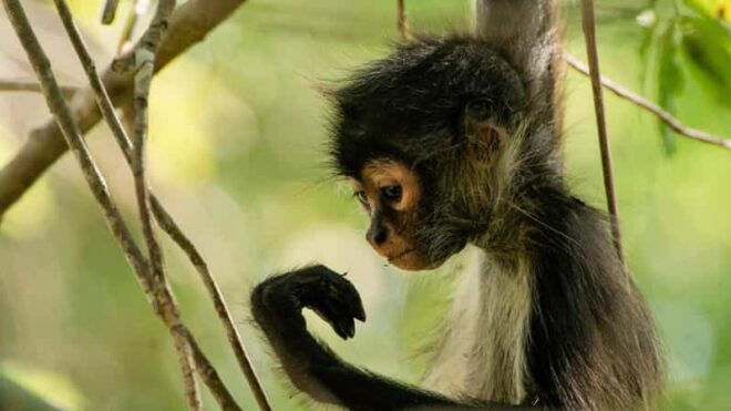 Tulum: Monkey Sanctuary Adventure - Pickup and Itinerary