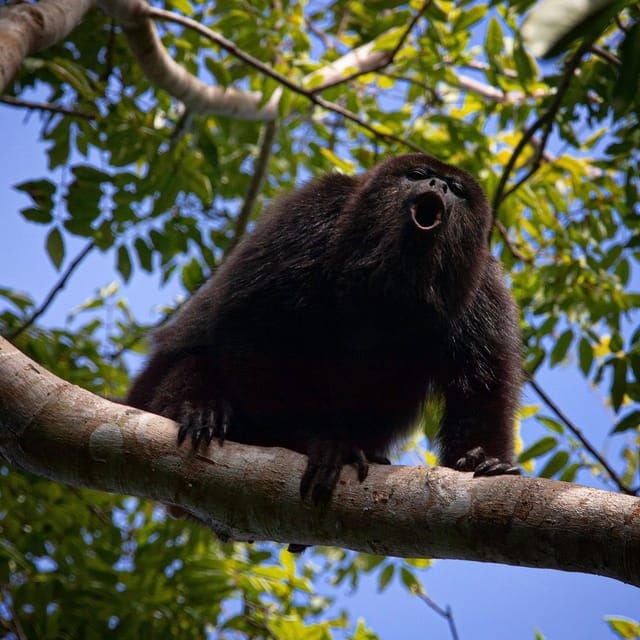 Tulum: Monkey Sanctuary Adventure - Activities and Experiences