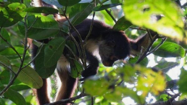 Tulum: Monkey Sanctuary Adventure - Health and Safety