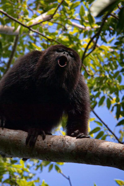 Tulum: Monkey Sanctuary Adventure - Visitor Information