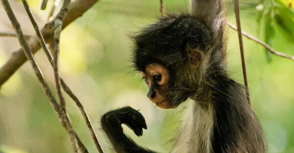 Tulum: Monkey Sanctuary Adventure - Customer Feedback