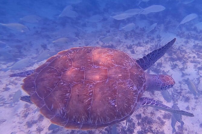 Tulum National Park Reef Snorkeling Excursion - Directions