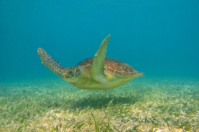 Tulum Private Archaeology and Snorkeling Tour  - Playa Del Carmen - Snorkeling at Akumal Beach