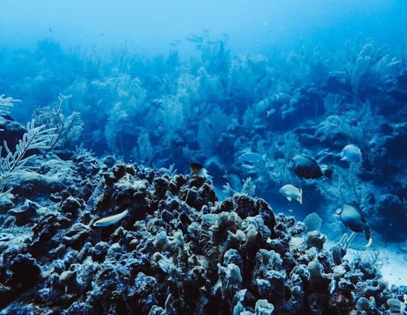 Tulum: Reef Snorkel Tour - The Experience at a Glance