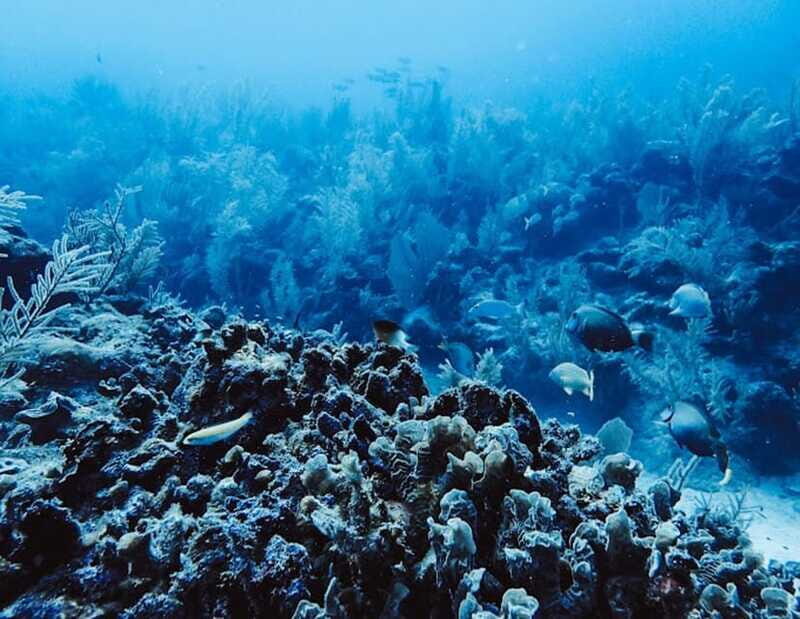 Tulum: Reef Snorkel Tour - Why This Tour Offers Good Value