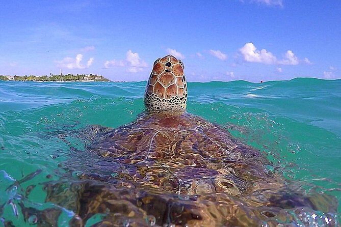 Tulum Ruinas and Tortugas Express - Good To Know