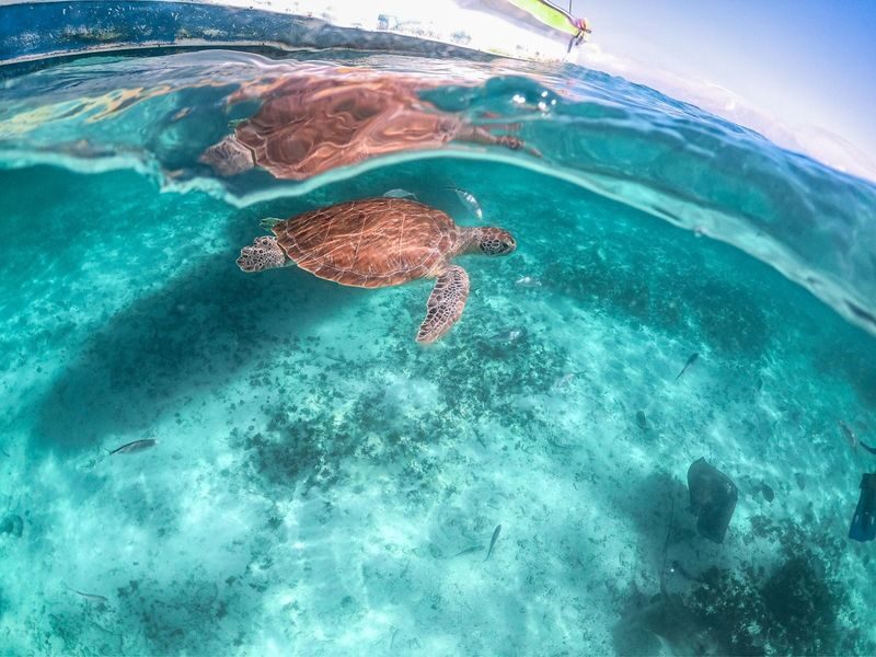 Tulum Ruins and Cenote Full Day Tour + Swimming with Sea Turtles - Who will get the most from this trip