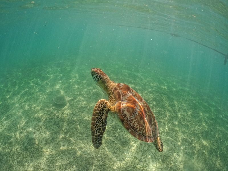 Tulum Ruins and Cenote Full Day Tour + Swimming with Sea Turtles - Should you book it?