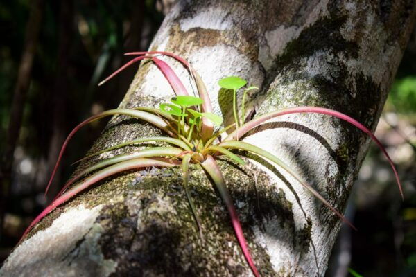Tulum Ruins and Cenotes Tour - Frequently Asked Questions