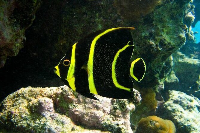 Tulum Ruins and Turtle Search at Akumal Plus Underground Cenote - A Full Breakdown of the Tour Experience