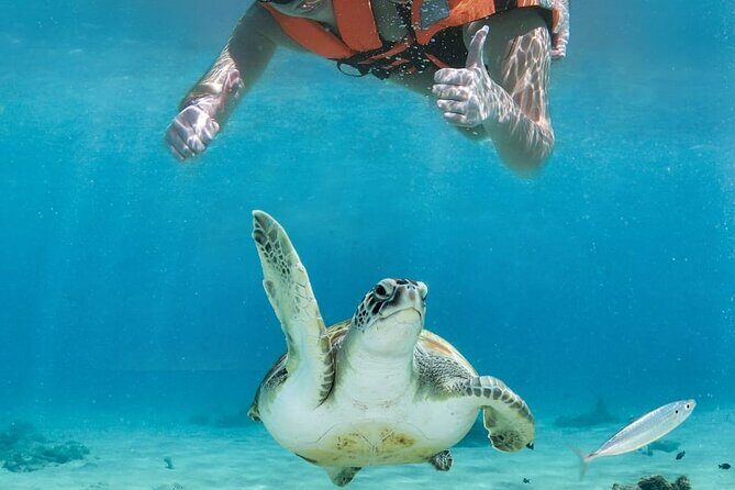 Tulum Ruins and Turtle Search at Akumal Plus Underground Cenote - What’s Included and What to Consider