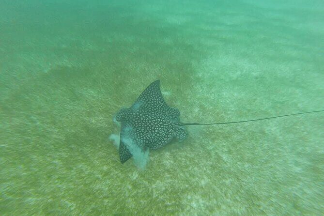 Tulum Ruins Snorkel with Sea Turtle and Cenotes Private Tour - Authenticity and Personal Touches