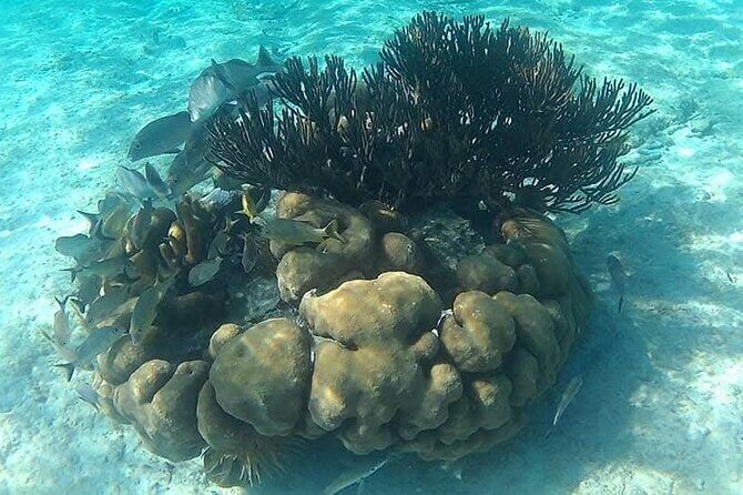 Tulum Ruins Snorkel with Sea Turtle and Cenotes Private Tour - Who Should Book This Tour?