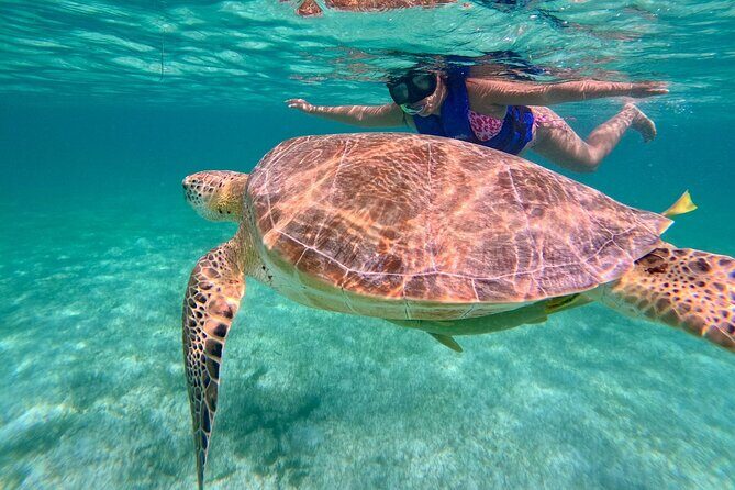 Tulum Ruins Snorkel with Sea Turtle and Cenotes Private Tour - Final Thoughts: Is It the Right Choice for You?