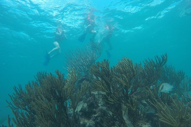 Tulum Ruins Swim With Turtles in Akumal and Cenote - Tour Details