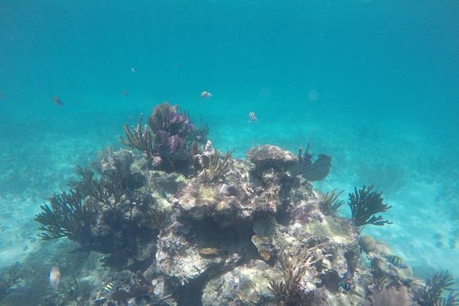 Tulum Ruins Swim With Turtles in Akumal and Cenote - Reviews