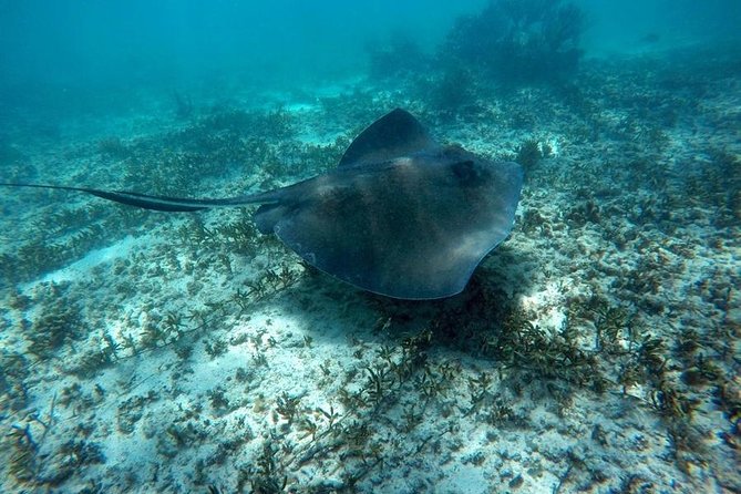 Tulum Ruins Swim With Turtles in Akumal and Cenote - Directions to the Cenote