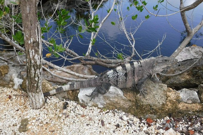 Tulum Ruins Tour (Private, Half Day) - Directions