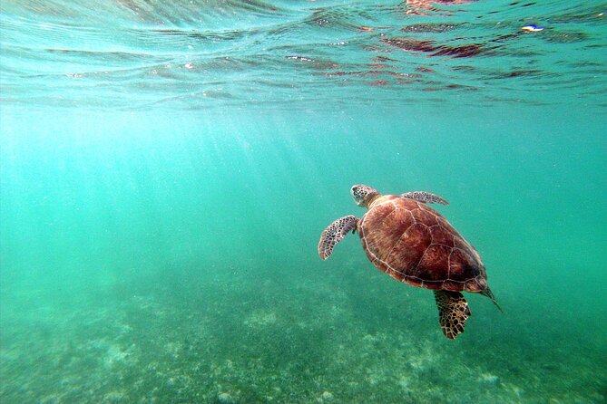 Tulum Ruins, Turtle Sighting and Underground Caves - Traveler Photos