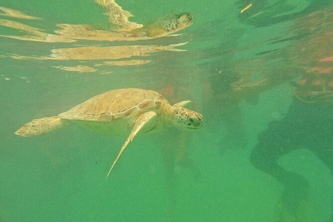 Tulum Ruins, Turtle Sightseeing & Cenote from Playa del Carmen - Good To Know