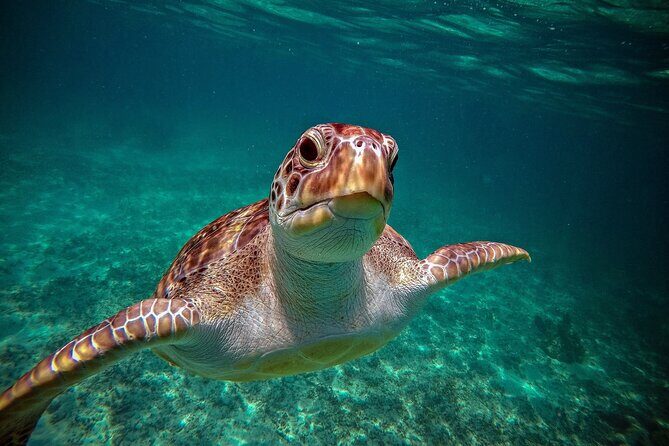 Tulum Ruins, Turtle Sightseeing & Cenote from Playa del Carmen - Puerto Aventuras and the Cenote Swim: Underground Wonder