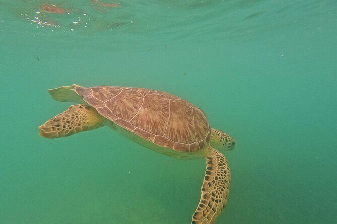 Tulum Ruins, Turtle Sightseeing & Cenote from Playa del Carmen - Practical Details and What to Expect