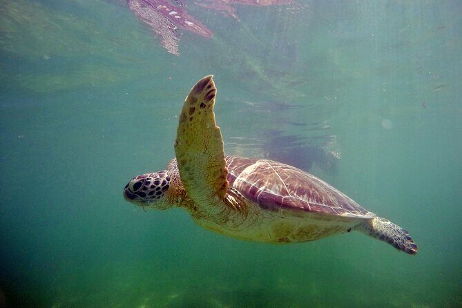 Tulum Ruins, Turtle Sightseeing & Cenote from Playa del Carmen - FAQ