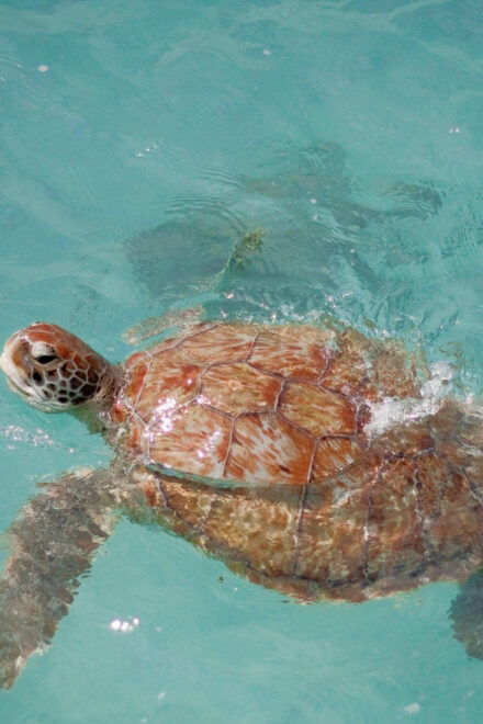 Tulum Ruins+ Turtles & Cenote &Lunch With Transportation) - Itinerary Details