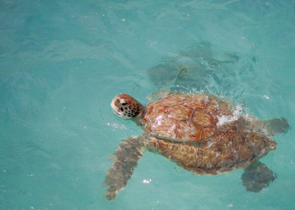 Tulum Ruins+ Turtles & Cenote &Lunch With Transportation) - Cancellation Policy