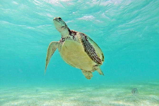 Tulum Ruins, Turtles in Akumal and Cenote Tour - Tour Highlights and Experiences