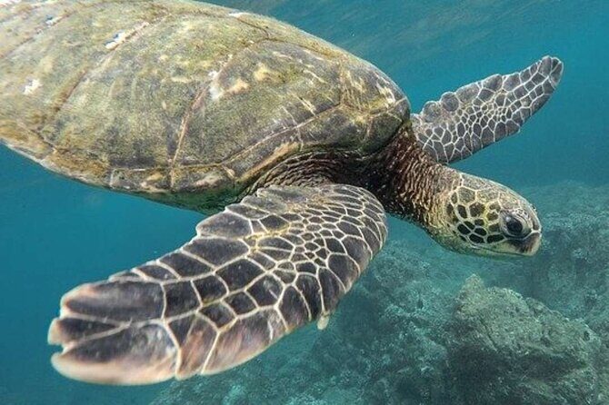 Tulum Ruins & Turtles Swim! Round Transportation From Cancun & Riviera Maya - Good To Know