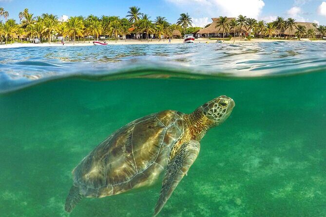 Tulum Ruins & Turtles Swim! Round Transportation From Cancun & Riviera Maya - FAQ