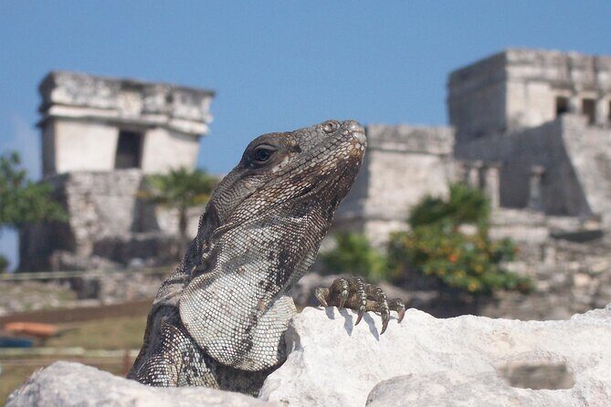Tulum Ruins with ATV Singles and Underground Cave from Tulum - Who Will Love This Tour?
