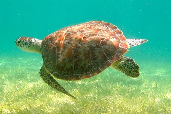 Tulum Ruins With Cenote and Swimming With Turtles From Cancun - Common Questions