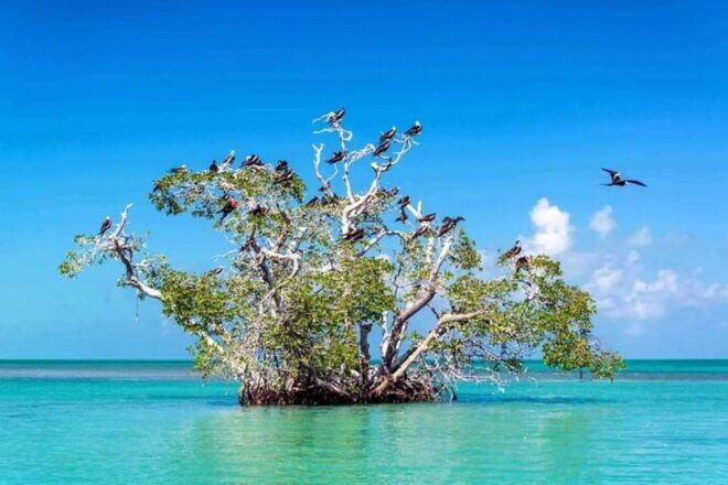 Tulum: Sian Kaan Biosphere Guided Tour - Transportation Options