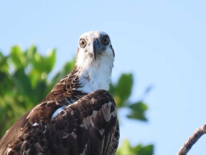 Tulum: Sian Kaan Biosphere Guided Tour - Activity Highlights