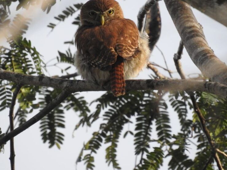 Tulum: Sian Ka'an Biosphere Reserve Guided Birdwatching Hike - Activity Duration and Guide Information