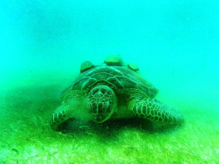 Tulum: Snorkeling Adventure in Cenote and Reef - Experience Highlights