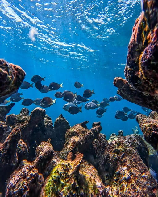 Tulum: Snorkeling at Paradise Reef - Itinerary and Meeting Point