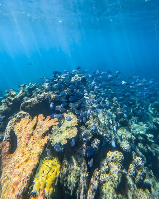 Tulum: Snorkeling at Paradise Reef - Customer Reviews and Ratings