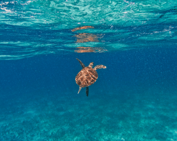 Tulum: Snorkeling at Paradise Reef - Exploring the Underwater World